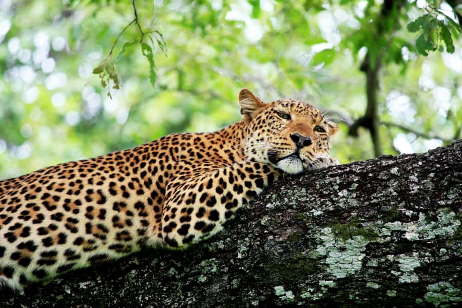 Kruger National Park half day - Key points at a glance