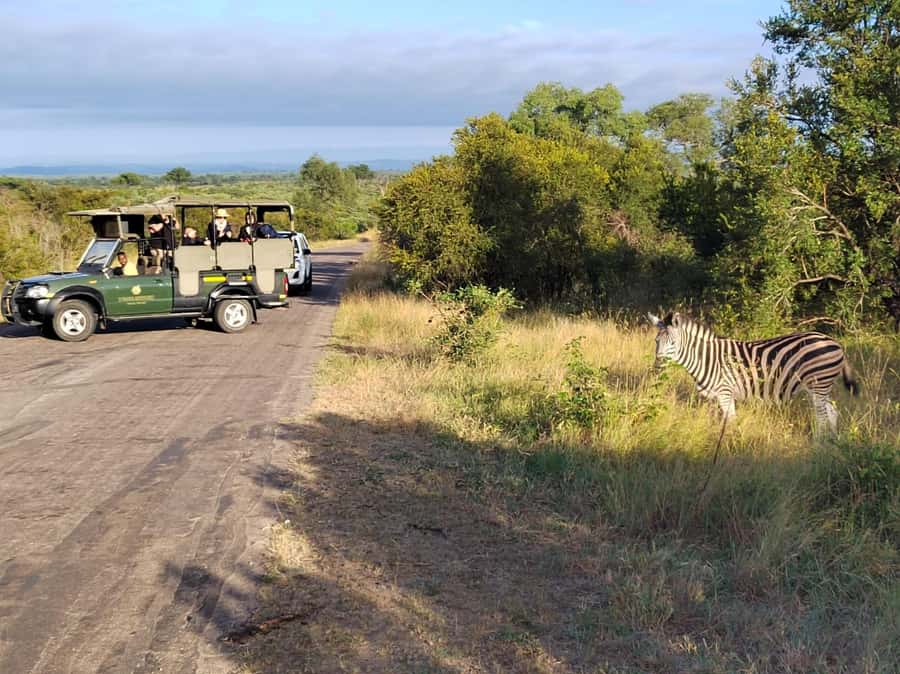 Kruger National Park half day - Why an early Kruger start matters