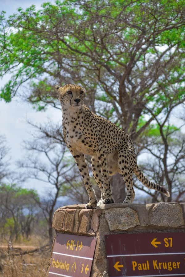 Kruger National Park half day - Five and a half hours in the park