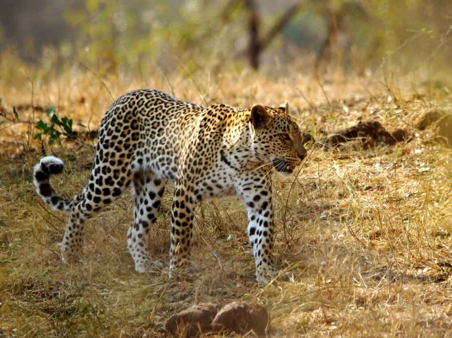 Kruger National Park half day - A breakfast stop and a useful pause
