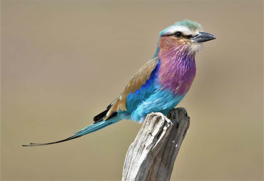 Kruger National Park half day - Searching for the Big Five and quieter species