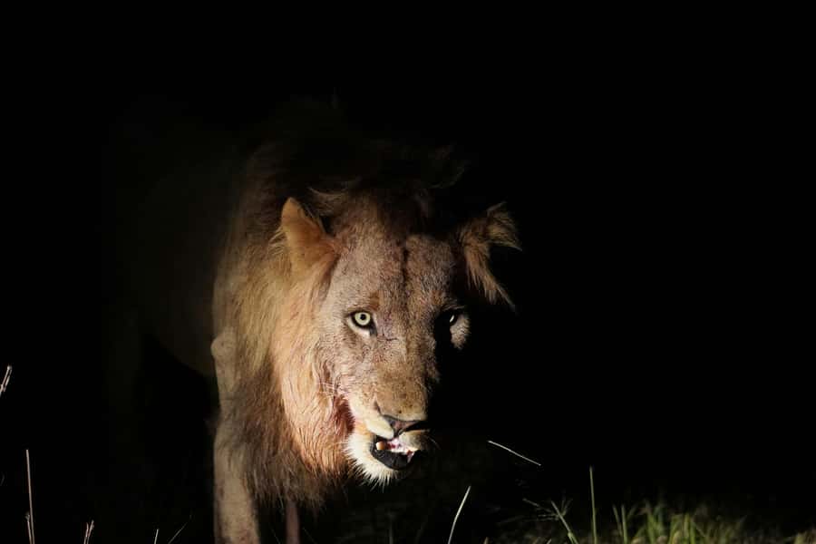 Kruger National Park half day - Is $44 a good value?