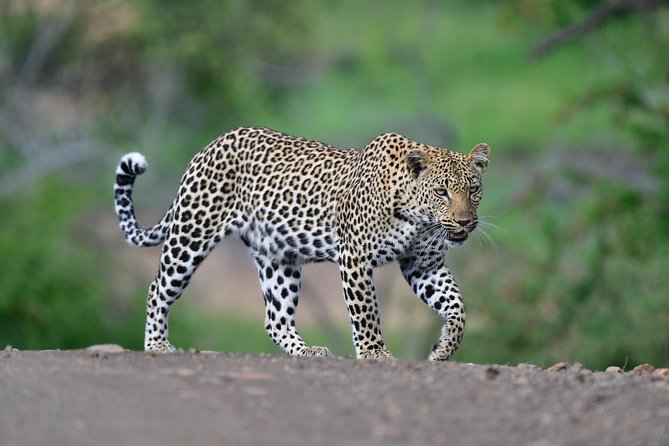 Kruger National Park l Private Afternoon Safari from Hazyview - Searching near waterholes in the afternoon