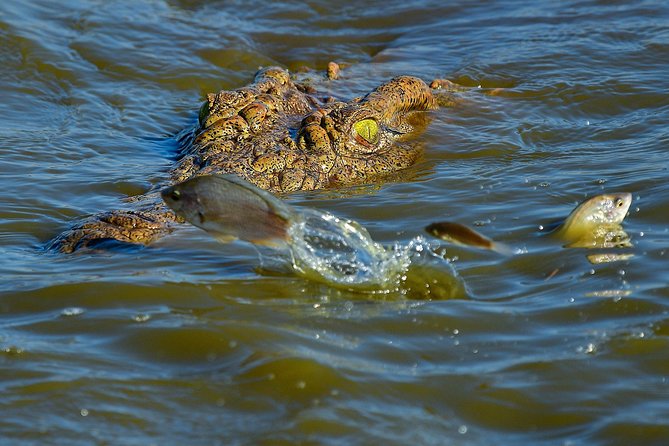 Kruger National Park l Private Afternoon Safari from Hazyview - Guide quality matters more than the schedule