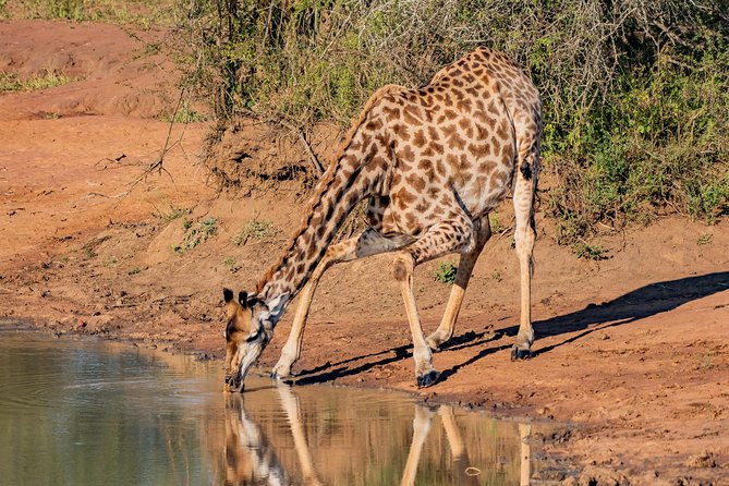 Kruger National Park l Private Afternoon Safari from Hazyview - Who will get the most from this safari