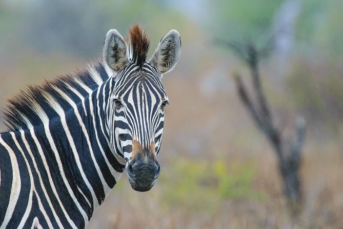 Kruger National Park l Private Afternoon Safari from Hazyview - Skukuza Camp gives the outing a useful pause