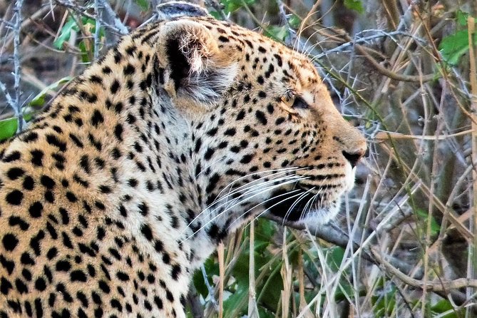 Kruger National Park Morning Game Drive from Hazyview - Key points before you book