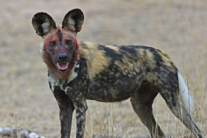 Kruger National Park Morning Game Drive from Hazyview - Three hours of open-vehicle wildlife viewing
