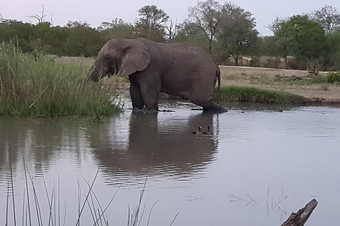 Kruger National Park Morning Game Drive from Hazyview - Is $106.96 a fair price?