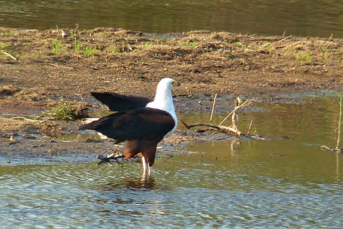 Kruger National Park Morning Game Drive from Hazyview - What to bring and how to prepare
