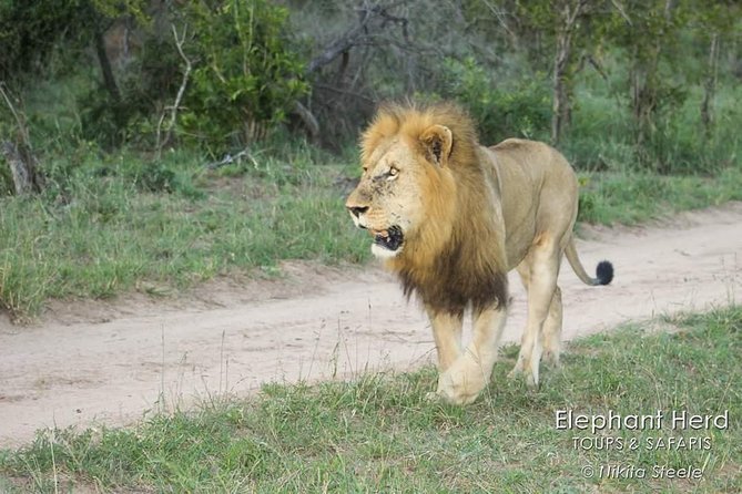 Kruger National Park Morning Game Drive from Hazyview - The guide makes the difference