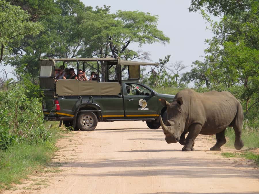 Kruger National Park Morning Safari - Key points at a glance