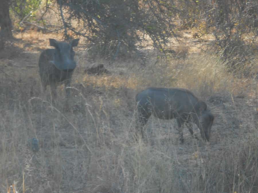 Kruger National Park Morning Safari - Is $93 a fair price?