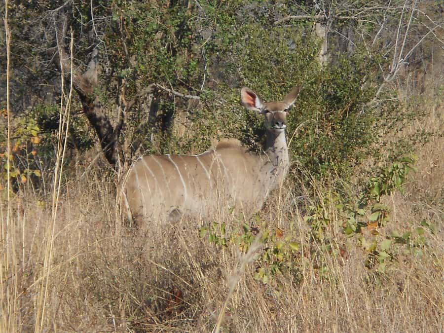 Kruger National Park Morning Safari - Who will enjoy this safari most?