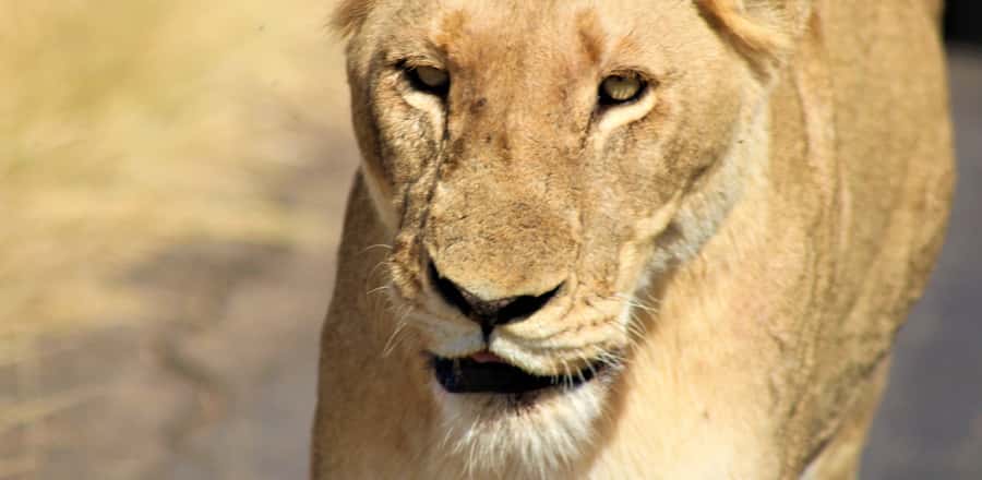 Kruger National Park Morning Safari - Booking details worth checking before you go