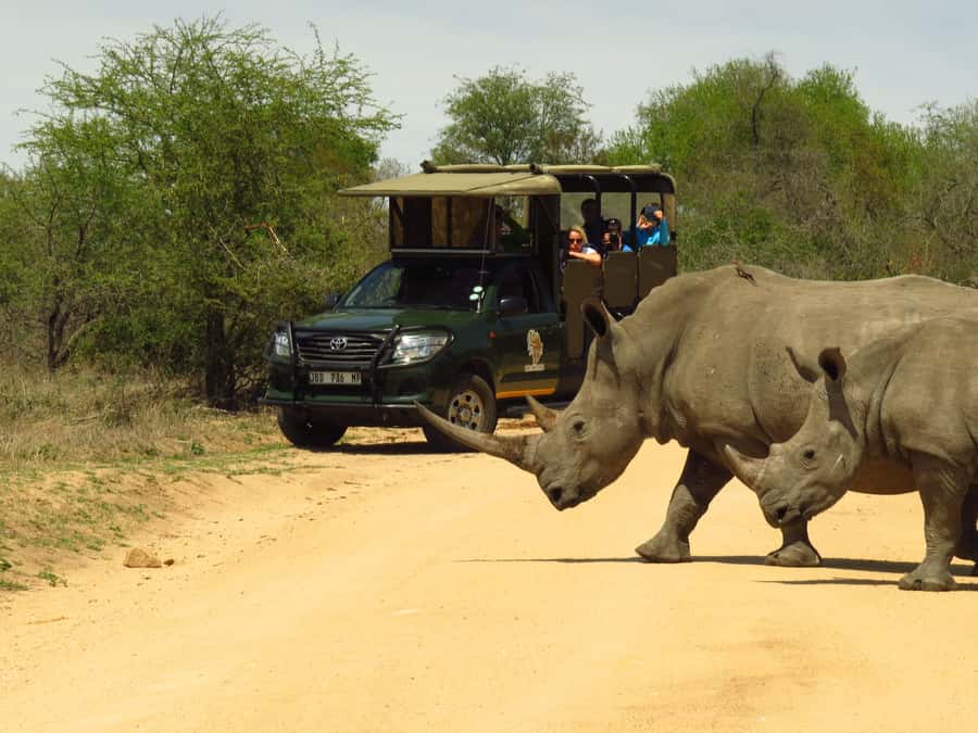 Kruger National Park Morning Safari - Choosing between an open and closed safari vehicle
