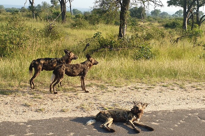 Kruger National Park & Panorama Route From Johannesburg 3 Days & 2 Nights - Day 3: The Panorama Route and Blyde River Canyon