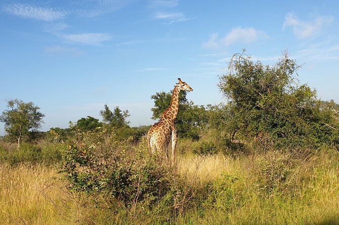 Kruger National Park & Panorama Route From Johannesburg 3 Days & 2 Nights - Gods Window: a high viewpoint with a clear purpose