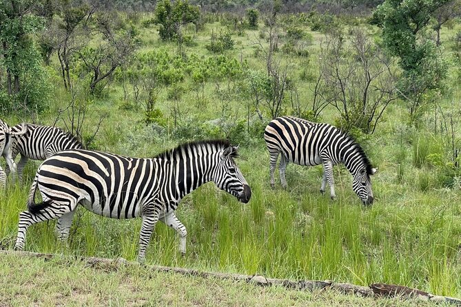 Kruger National Park & Panorama Route From Johannesburg 3 Days & 2 Nights - Day 1: Arriving in Kruger for a sunset drive
