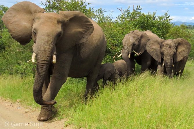 Kruger National Park - Private 3 day, 2 night safari trip. - Key points at a glance
