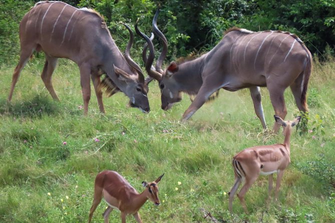 Kruger National Park - Private 3 day, 2 night safari trip. - Starting at Skukuza and entering through Phabeni