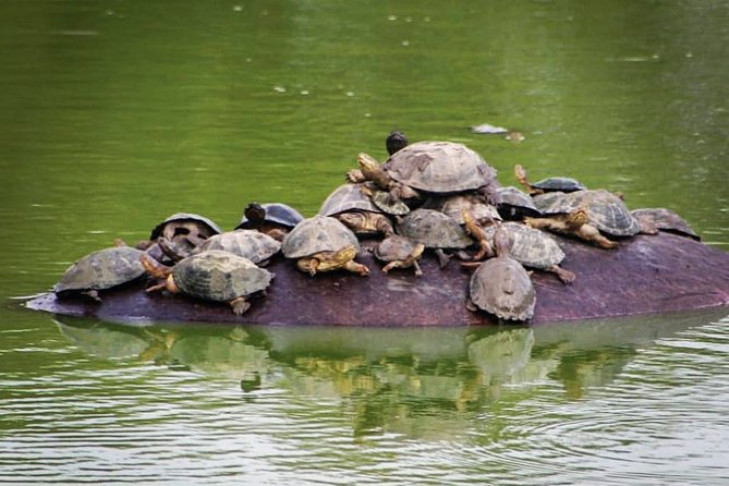 Kruger National Park - Private 3 day, 2 night safari trip. - The full safari day: sunrise, siesta, and sunset