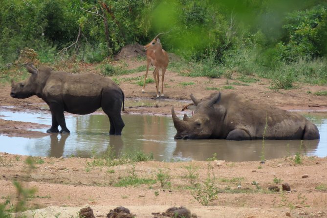 Kruger National Park - Private 3 day, 2 night safari trip. - What private really means here