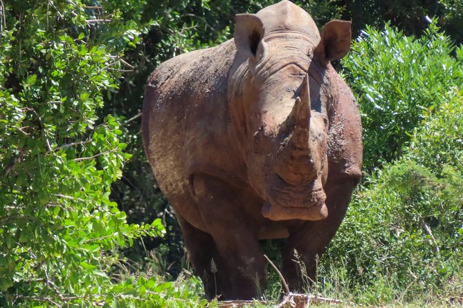 Kruger National Park - Private 3 day, 2 night safari trip. - Breakfast, meals, and daily comfort