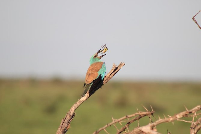 Kruger National Park Private Full-Day Safari - Private Safari Vehicle & Guide - Why the private format changes a Kruger day