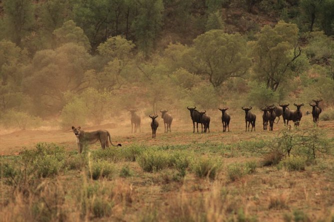 Kruger National Park Private Full-Day Safari - Private Safari Vehicle & Guide - Who will get the most from this safari