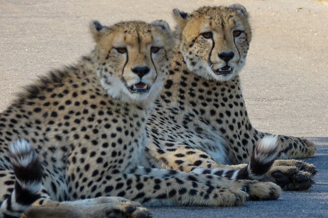 Kruger National Park - Private full day Safari trip. - A long Kruger day without sleeping in a tent