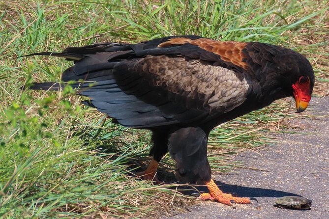 Kruger National Park - Private full day Safari trip. - Nine hours among Kruger’s big and small animals