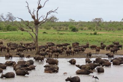 Private full day Safari trip.