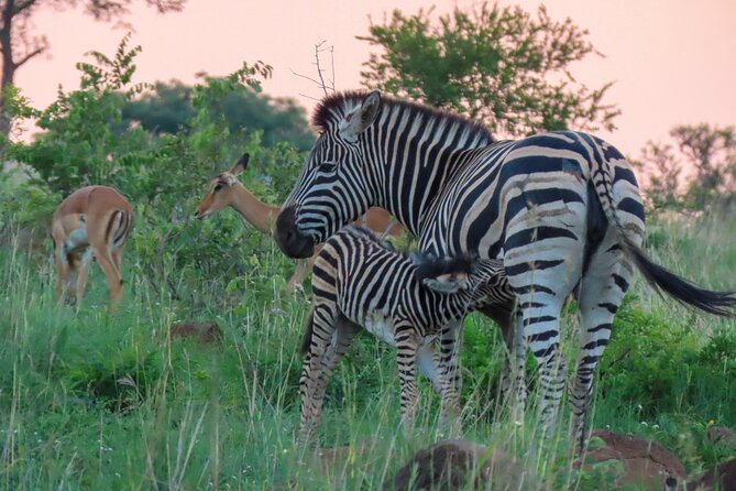Kruger National Park - Private full day Safari trip. - What makes the private setup worth paying for