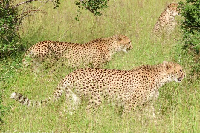 Kruger National Park - Private full day Safari trip. - The guides are the heart of the day