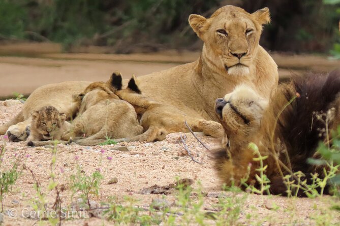 Kruger National Park - Private full day Safari trip. - Price, park fees, and the value question