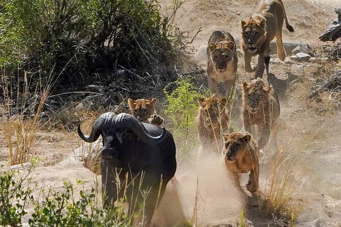 Kruger National Park - Private full day Safari trip. - Who should book this safari