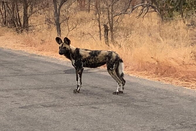 Kruger National Park Private Guided Tour - What the included vehicle and guide mean
