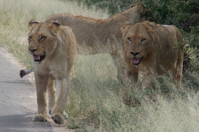 Kruger National Park - Private Sunrise Half day Safari trip. - The main rest camp and a useful comfort stop