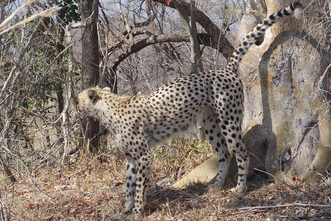 Kruger National Park - Private Sunrise Half day Safari trip. - What the private format is worth