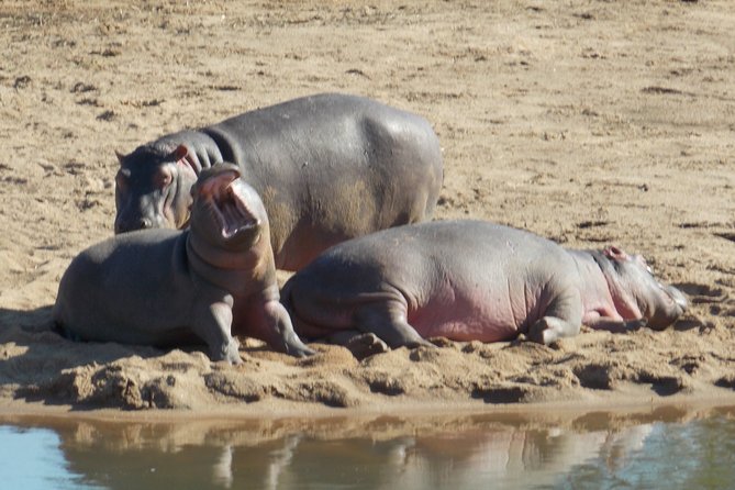 Kruger National Park - Private Sunrise Half day Safari trip. - Who will get the most from this safari