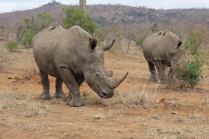 Kruger National Park - Private Sunrise Half day Safari trip. - Booking details that matter