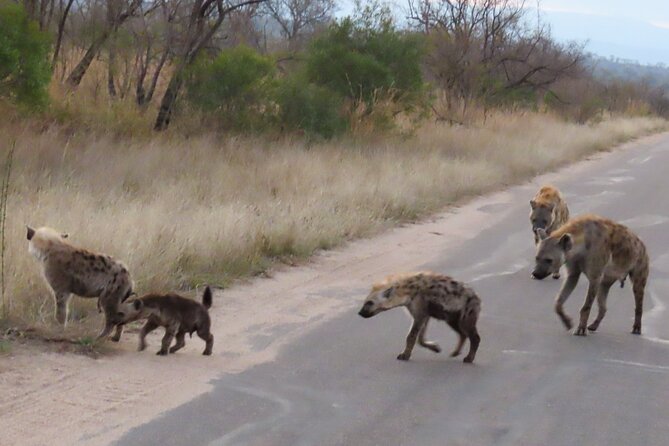 Kruger National Park - Private Sunrise Half day Safari trip. - What to bring and what to arrange