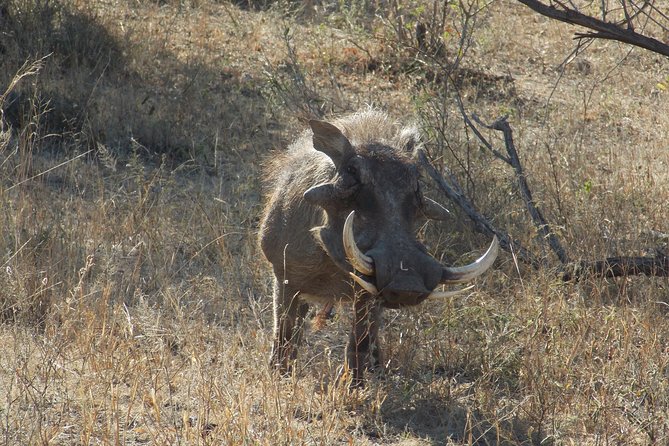 Kruger National Park - Private Sunrise Half day Safari trip. - Seven hours of searching from an open safari vehicle