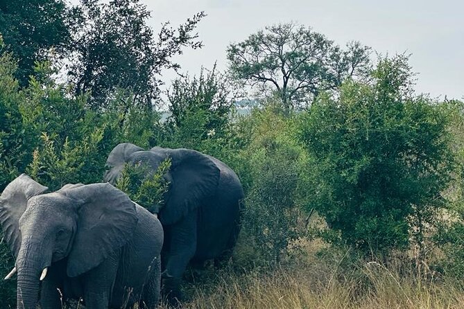 Kruger National Park, Safari Game Drive. - The Big Five, and why the smaller sightings matter