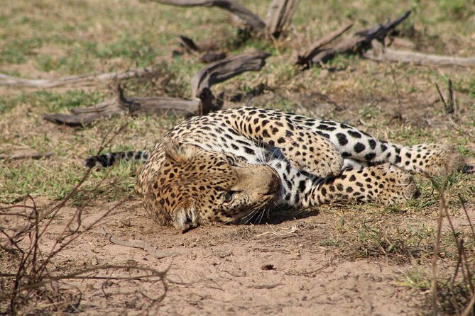 Kruger National Park, Safari Game Drive. - Private touring changes the feel of the day