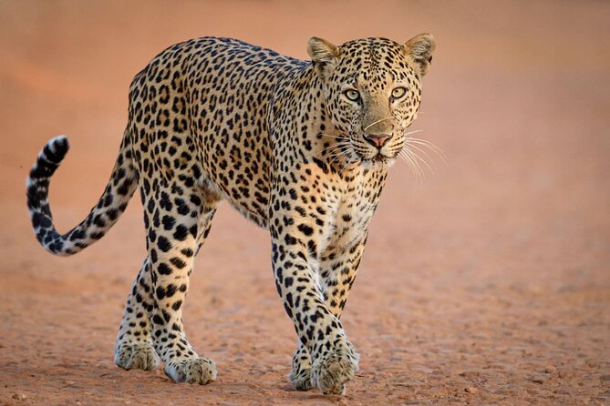 Kruger National Park, Safari Game Drive. - Safety, comfort, and the practical tradeoffs