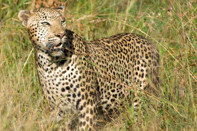 Kruger National Park, Safari Game Drive. - When to book, and how to prepare