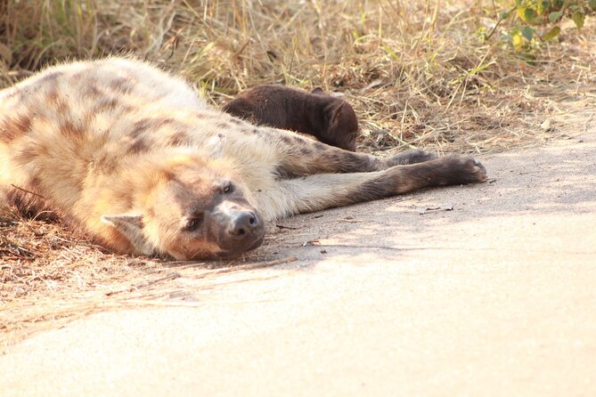 Kruger National Park, Safari Game Drive. - What you can expect inside Kruger