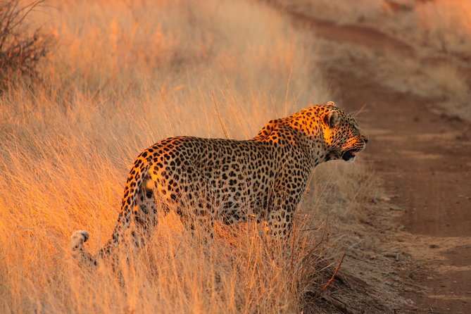 Kruger National Park Sunrise Half-Day Safari Tour - Key points at a glance